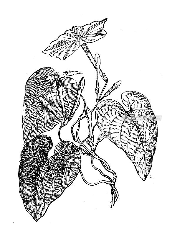 古董插图:Jalap, Ipomoea purga